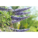 Botanic Drmek 90 kapsúl