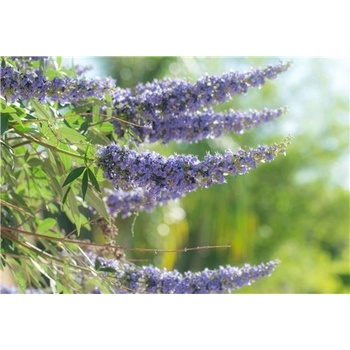 Botanic Drmek 90 kapsúl