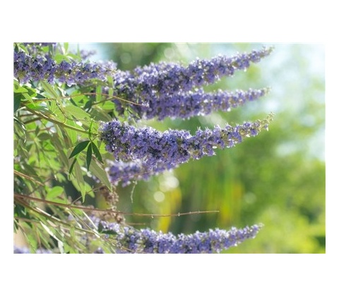 Botanic Drmek 90 kapsúl