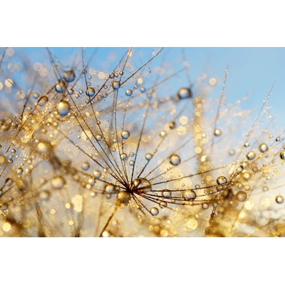 DIMEX ART Флизелинов фототапет красиво глухарче 375 x 250 см