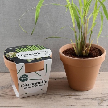 Radis et Capucine Лимонена трева в теракотена саксия Антик 13см (pf140912)