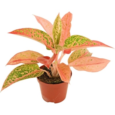 Gardners Aglaonema Prestige, průměr 9 cm Aglaonema, Spící panna