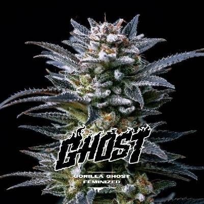 BSF Seeds Gorilla Ghost semena neobsahují THC 2 ks