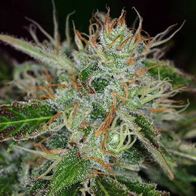 KC Brains Seeds Sweet Dreams regular semienka neobsahujú THC 5 ks