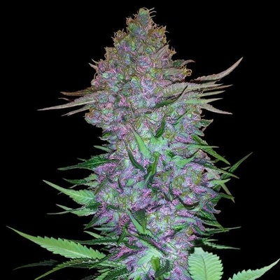 Sensi Seeds Purple Skunk Automatic semena neobsahují THC 3 ks