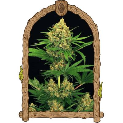 Exotic Seeds Tangerine Kush semena neobsahují THC 3 ks