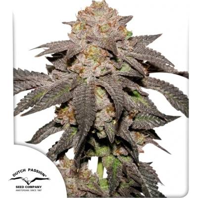 Dutch Passion Kingston Punch semienka neobsahujú THC 5 ks