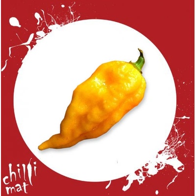 CHILLIMAT Sazenice chilli Bhut Jolokia Yellow 1 ks