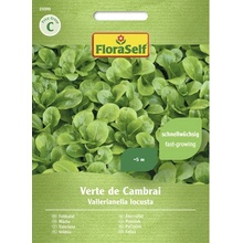 Poľníček Verte de Cambrai FloraSelf