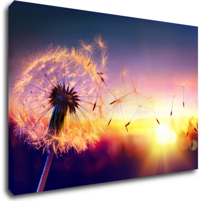 Impresi Obraz Pampeliška se západem slunce - 90 x 60 cm