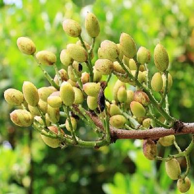 Pistacia Vera (Pistácia) ´AEGENIA´ - kont. C10L, výška: 130-170 cm - samička - NA KMIENKU