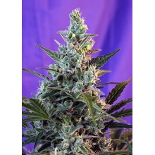 Sweet Seeds Sweet Skunk Fast Version semena neobsahují THC 5 ks