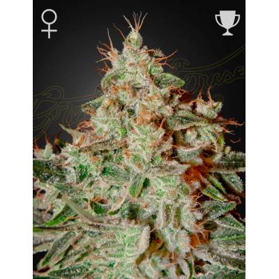 Green House Seeds Lemon Skunk semena neobsahují THC 5 ks