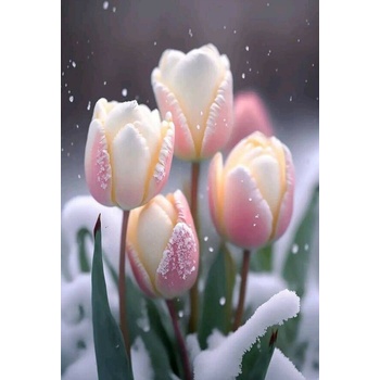 Image 1 of Лалета в снега 40/50 см