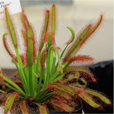 Rosnatka kapská Compact Rosette - Drosera capensis - semena rosnatky - 15 ks