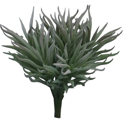 Tlustice - Crassula Himalaya šedá v15 cm (N315499)