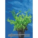 Akvarijní rostliny Microsorum pteropus Windelov