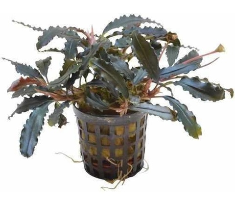 Bucephalandra Biblis