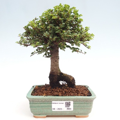 e-bonsai Venkovní bonsai - Ulmus parvifolia Hokkaido - jilm Čínský
