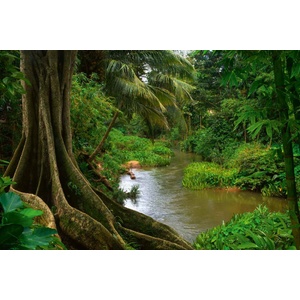 DIMEX ART Флизелинов фототапет азиатска джунгла 375 x 250 см