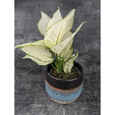 Aglaonema White Joy 12 cm
