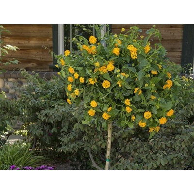 Lantana Yellow na kmienku, výška 60-70cm, kvetináč 19 cm