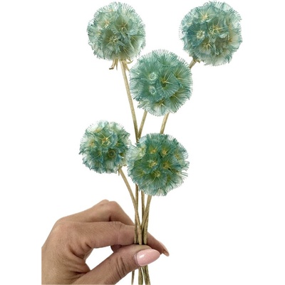 Sušená Scabiosa modrozelená 5ks