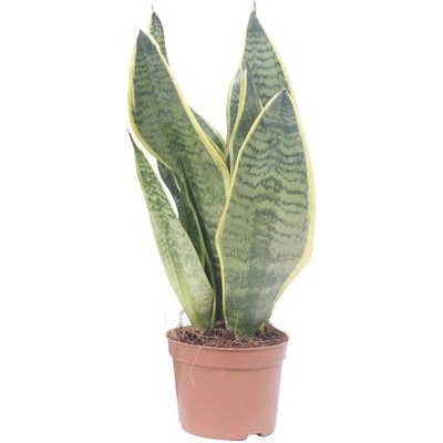 Tchýnin jazyk, tenura FloraSelf Sansevieria trifasciata 'Superba' výška 25-35 cm květináč Ø 9 cm