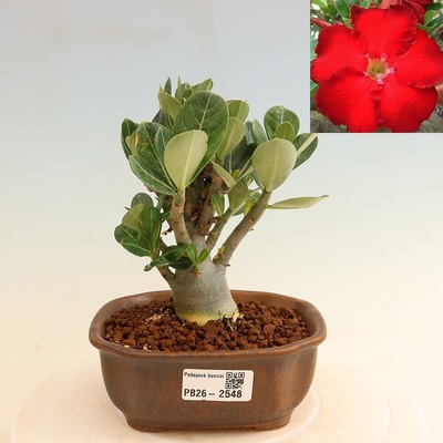 e-bonsai Pokojová bonsai - Adenium obesum Red Star - Pouštní růže