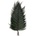 Brillant fern