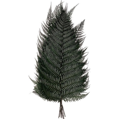 Brillant fern