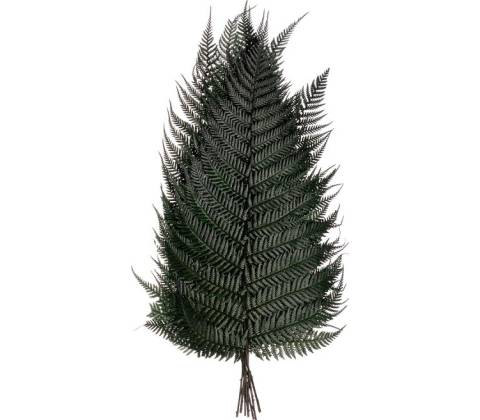 Brillant fern