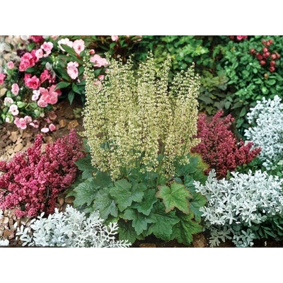 Heuchera villosa Macrorrhiza