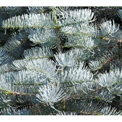 Abies concolor 'Violacea' Prodejní velikost: 040/060, Velikost hrnku: 7,5 l