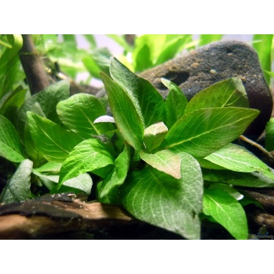 Hygrophila corymbosa dwarf mini