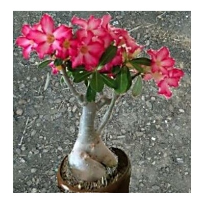 Adenium obesum Ruby "Pouštní růže" – Hledejceny.cz