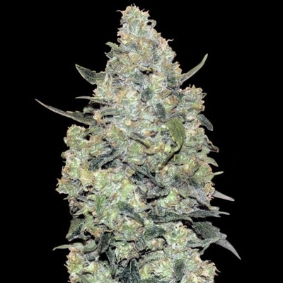 Advanced Seeds Auto Critical Mass semienka neobsahujú THC 1 ks