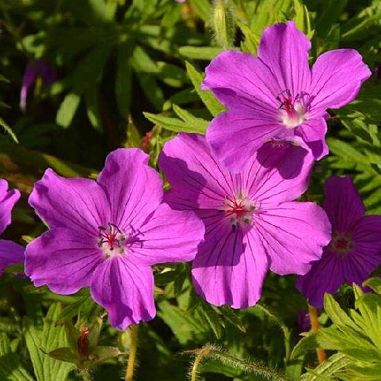Poni Veni® Geranium 'Tiny Monster' - pakost od 5,3 € - Heureka.sk