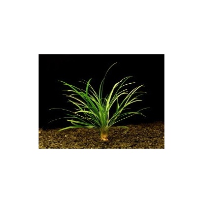 Ophiopogon japonicus - Sedoulek japonský "T"