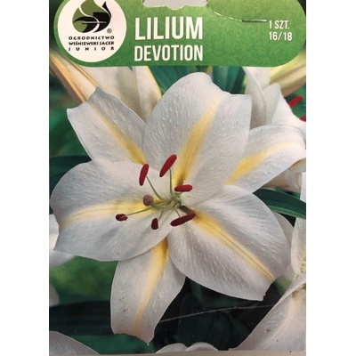 Lilie cibule, Lilium Oriental Devotion, Jacek, bílo - žlutá, 1 ks