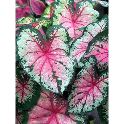 Caladium CHERRY BLOSSOM kaládie andělská křídla