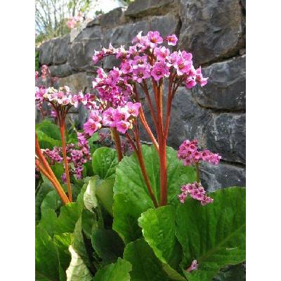 GREENBOSS FLOWER Bergénie srdčitá - Rotblum Průměr květináče: 9 až 12 cm