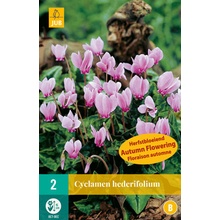 JUB HOLLAND Cibule bramboříku Cyclamen hederifolium - 2 kusy