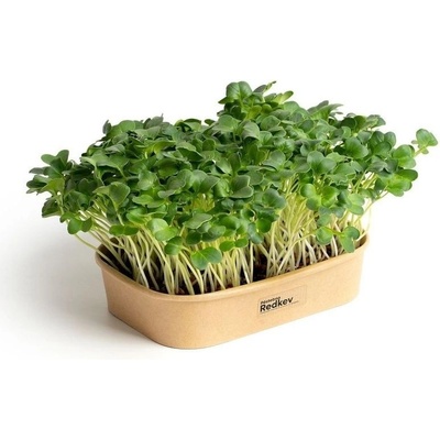 Sada pro domácí pěstování microgreens – Ředkev Daikon