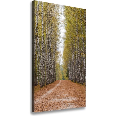 Vertikálny foto obraz canvas Brezový les 50x100 cm
