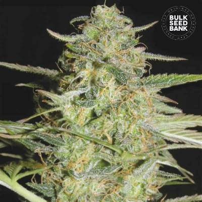 Bulk Seed Bank AUTO Loveryder semena neobsahují THC 10 ks