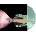 Painted Shield - Painted Shield 2 (Limited Edition) (Coke Bottle Clear Coloured) (LP) (196292926057)