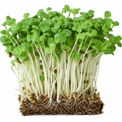 Microgreens Hořčice bílá na microgreens 50 g