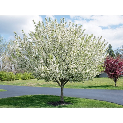 Okrasná jabloň Yellow Siberian na 110 cm kmienku, výška 220-250 cm, kvetináč 25 l