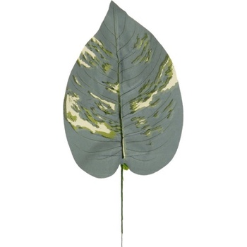 Hosta list 42 cm
